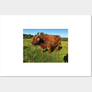 Scottish Highland Cattle Calf 2093 Posters and Art